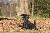 SCOTTISH TERRIER 107